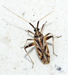 Phytocoris obliquus