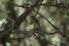 Empidonax occidentalis