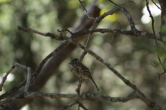 Empidonax occidentalis