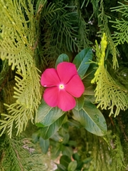 Catharanthus roseus