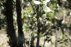 Empidonax occidentalis
