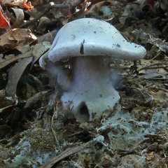 Cortinarius pulchrifolius