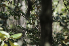 Empidonax occidentalis