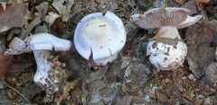 Cortinarius pulchrifolius
