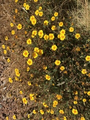 Thymophylla pentachaeta