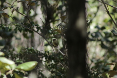 Empidonax occidentalis