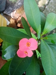 Euphorbia milii