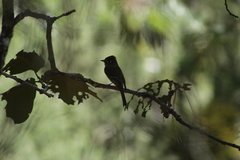 Empidonax occidentalis