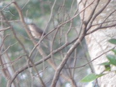 Troglodytes aedon