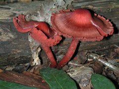 Cortinarius marylandensis