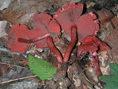 Cortinarius marylandensis
