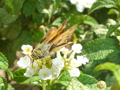 Hesperiidae