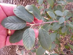 Frangula californica ursina