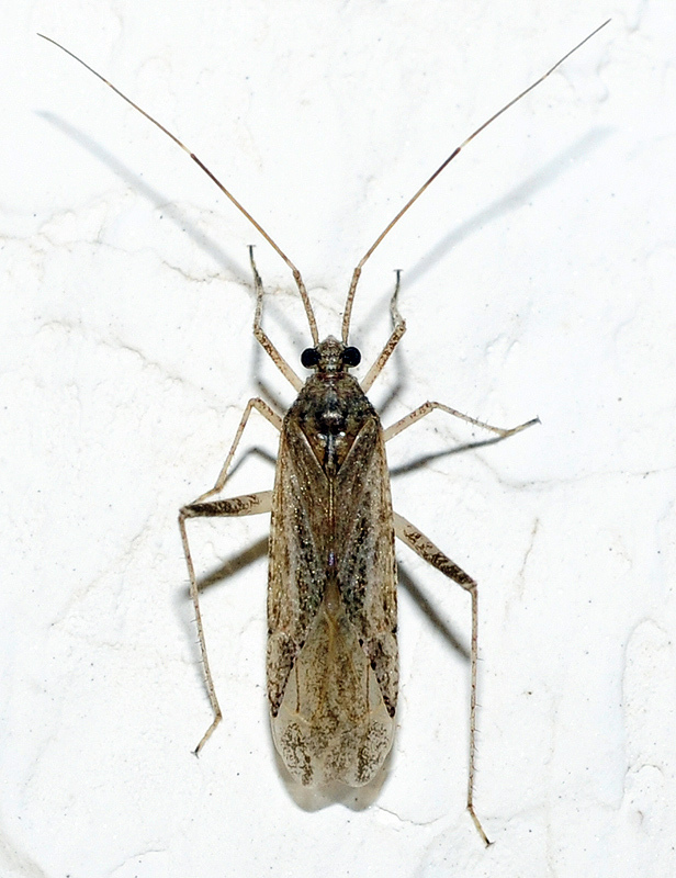 Phytocoris rosmarini
