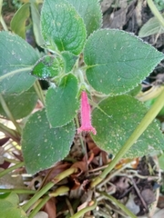 Gesnerieae