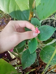 Gesnerieae