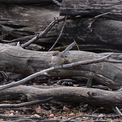 Malurus pulcherrimus