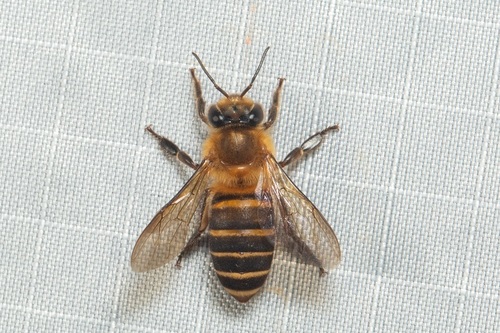 Koschevnikov's Honey Bee