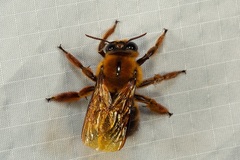 Xylocopa myops