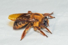 Xylocopa myops