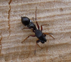 Leptorchestes berolinensis