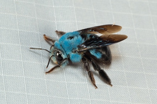 Blue Carpenter Bee