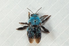 Xylocopa caerulea