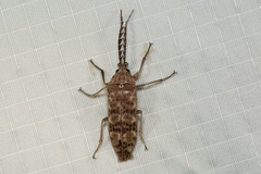 Eulichas subocellata