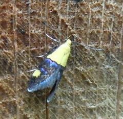 Oecophora bractella