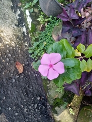 Catharanthus roseus