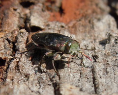 Chrysobothris affinis