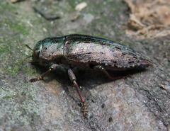 Dicerca berolinensis