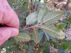 Frangula californica ursina