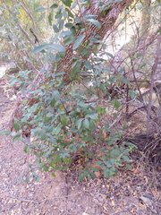 Frangula californica ursina