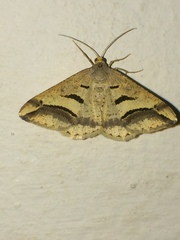 Chiasmia subcurvaria