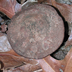 Cortinarius squamulosus