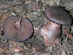 Cortinarius squamulosus