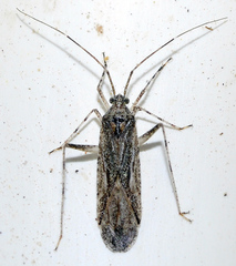 Phytocoris rosmarini