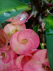 Euphorbia milii