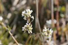 Cochlearia bavarica