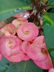 Euphorbia milii
