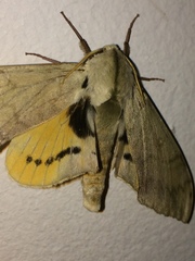 Pseudoclanis postica