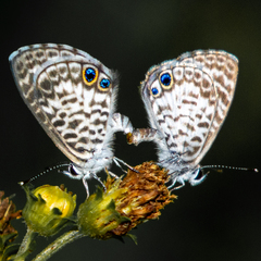 Leptotes cassius