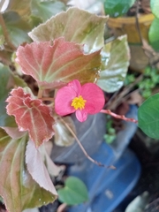 Begonia