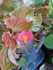 Begonia