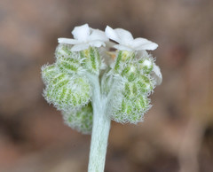 Cryptantha flaccida