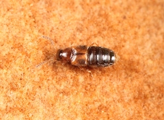 Gyrophaena latissima