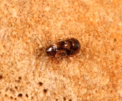 Gyrophaena latissima