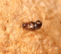 Gyrophaena latissima