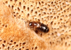 Gyrophaena latissima